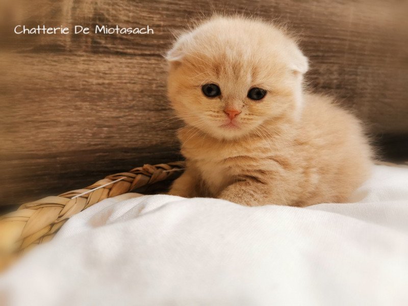 The Murphy De Miotasach Mâle Scottish Fold