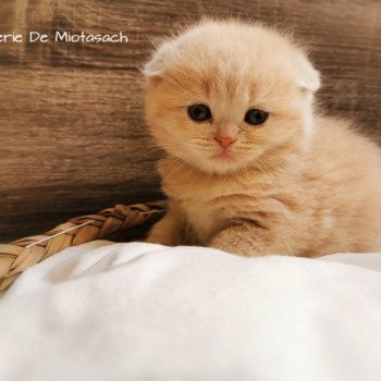 chaton Scottish Fold red Tibere Chatterie De Miotasach