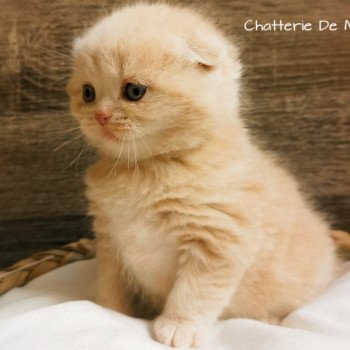 chaton Scottish Fold red Tibere Chatterie De Miotasach
