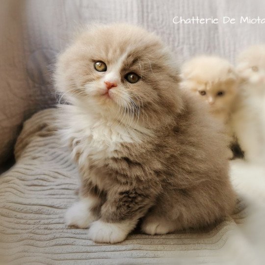 chaton Highland Fold lilac bicolor Thomas Chatterie De Miotasach