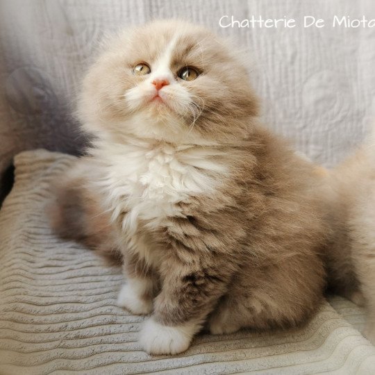 chaton Highland Fold lilac bicolor Thomas Chatterie De Miotasach