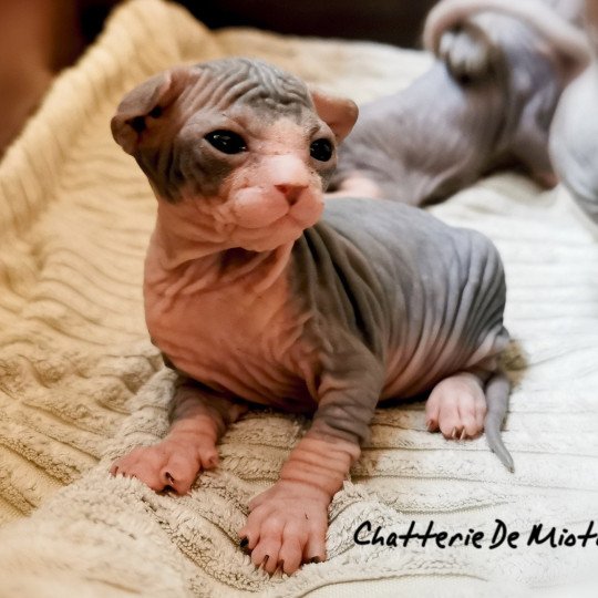 chaton Sphynx black bicolor Chatterie De Miotasach