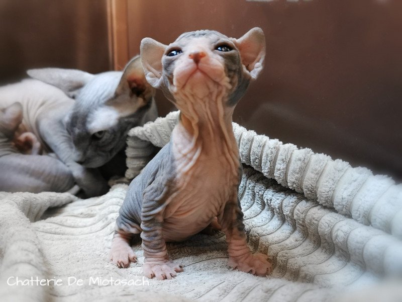 Tikka De Miotasach Femelle Sphynx