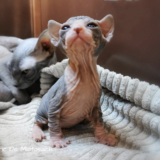 chaton Sphynx black bicolor Tikka Chatterie De Miotasach