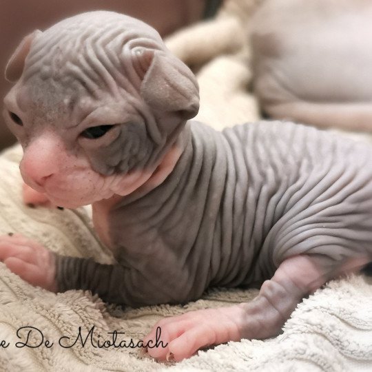 chaton Sphynx black bicolor Chatterie De Miotasach