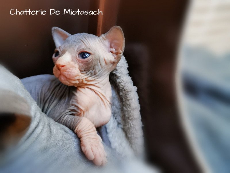 Toshi De Miotasach Mâle Sphynx