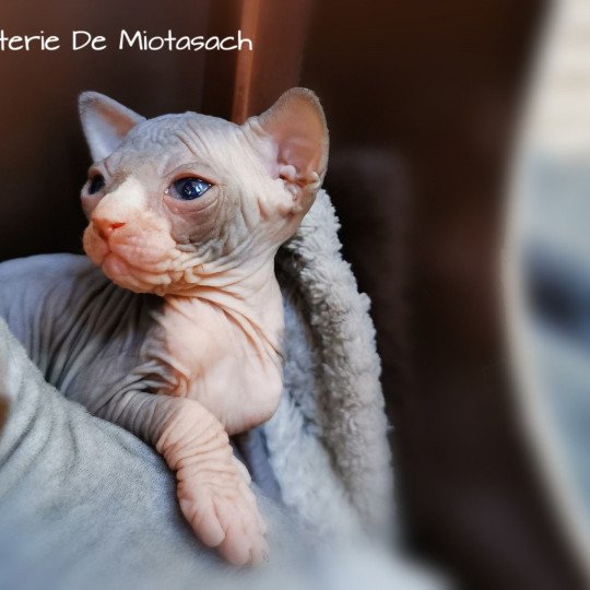 chaton Sphynx black bicolor Toshi Chatterie De Miotasach