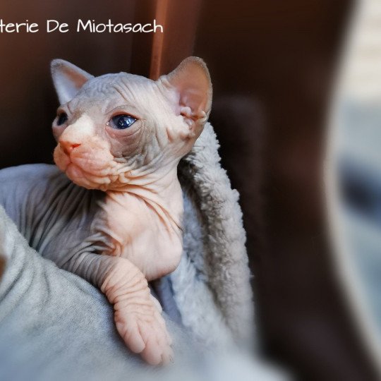 Toshi De Miotasach Mâle Sphynx