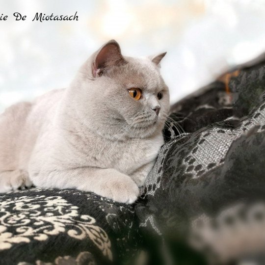 chat Brasilian Shorthair Pissenlit Chatterie De Miotasach