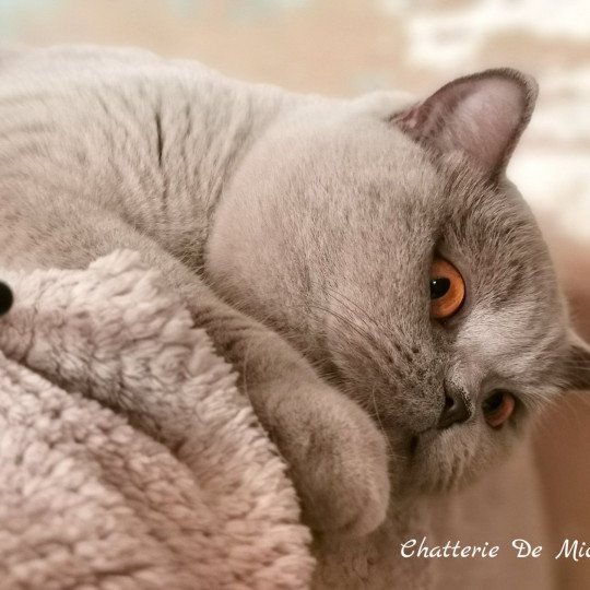 Pissenlit Femelle British Shorthair