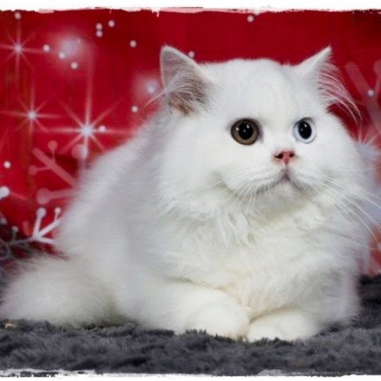 chat British Longhair white Riz Au Lait Chatterie De Miotasach