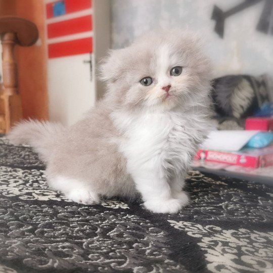 chaton Highland Fold lilac bicolor Timoléon Chatterie De Miotasach