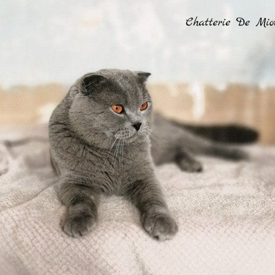 chat Scottish Fold Pollen Chatterie De Miotasach