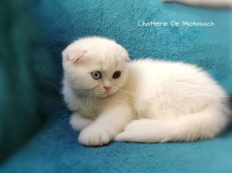 Tamara De Miotasach Femelle Scottish Fold