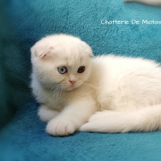 chaton Scottish Fold white Tamara Chatterie De Miotasach