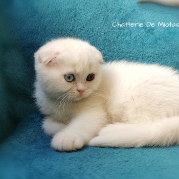 chaton Scottish Fold white Tamara Chatterie De Miotasach