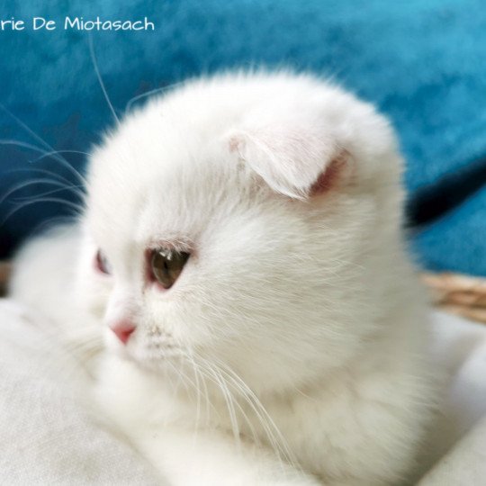 chaton Scottish Fold white Tamara Chatterie De Miotasach