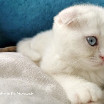 chaton Scottish Fold white Tamara Chatterie De Miotasach