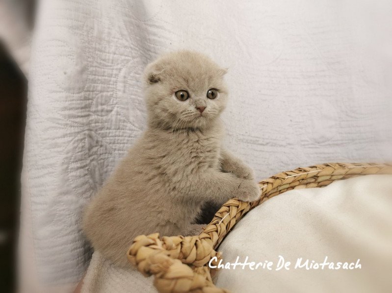 Tokyo De Miotasach Femelle Scottish Fold