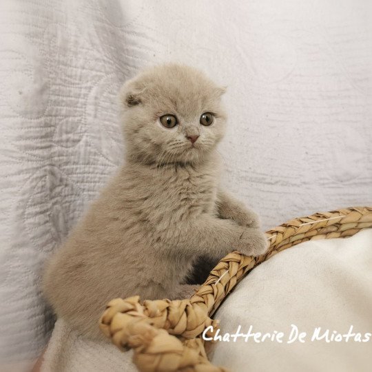 Tokyo De Miotasach Femelle Scottish Fold