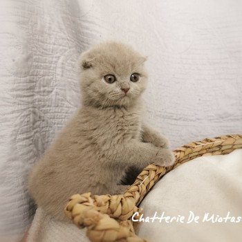 chaton Scottish Fold lilac Thaïsse Chatterie De Miotasach