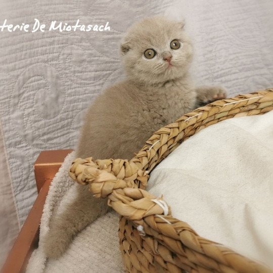 chaton Scottish Fold lilac Thaïsse Chatterie De Miotasach