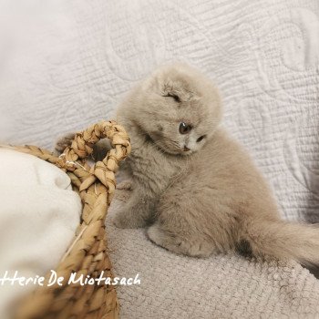 chaton Scottish Fold lilac Thaïsse Chatterie De Miotasach