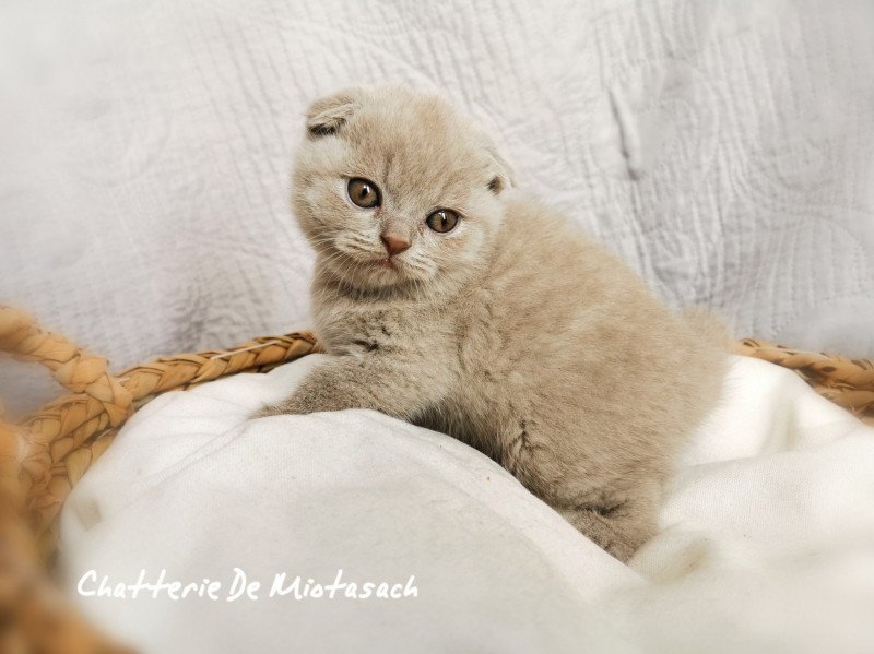 Thédéline De Miotasach Femelle Scottish Fold