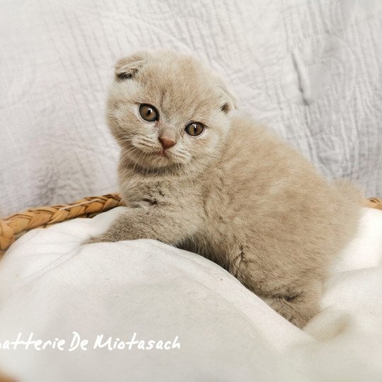 Thédéline De Miotasach Femelle Scottish Fold