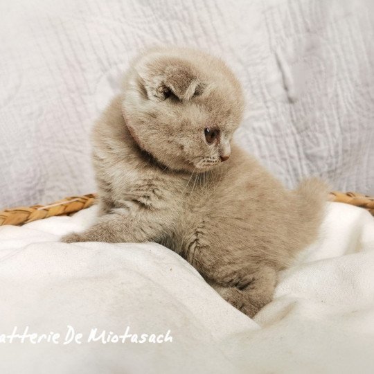 chaton Scottish Fold lilac Thédéline Chatterie De Miotasach