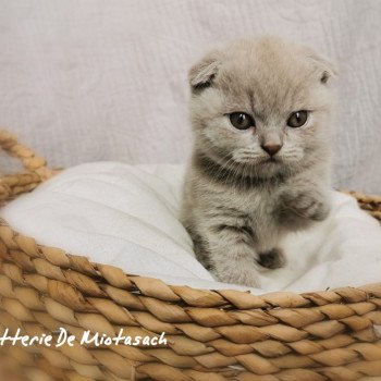 chaton Scottish Fold lilac Thédéline Chatterie De Miotasach