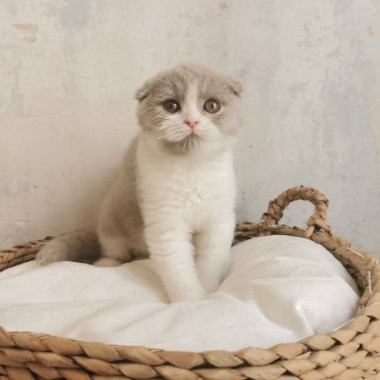 chaton Scottish Fold lilac bicolor Ugette De Miotasach Chatterie De Miotasach