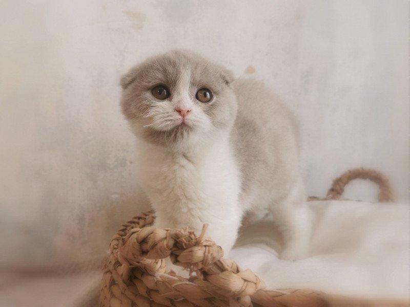 Ugette De Miotasach De Miotasach Femelle Scottish Fold