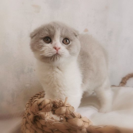 chaton Scottish Fold lilac bicolor Ugette De Miotasach Chatterie De Miotasach