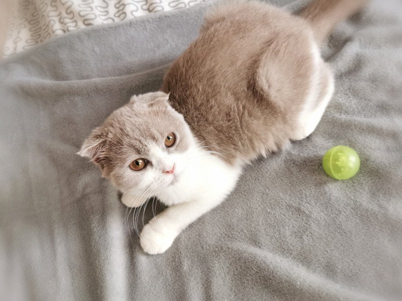 Ugette De Miotasach De Miotasach Femelle Scottish Fold