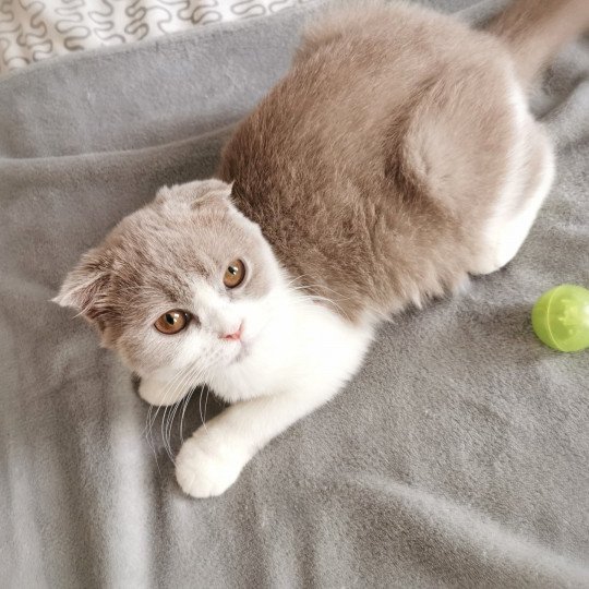 chaton Scottish Fold lilac bicolor Ugette De Miotasach Chatterie De Miotasach