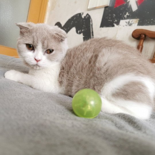 chaton Scottish Fold lilac bicolor Ugette De Miotasach Chatterie De Miotasach