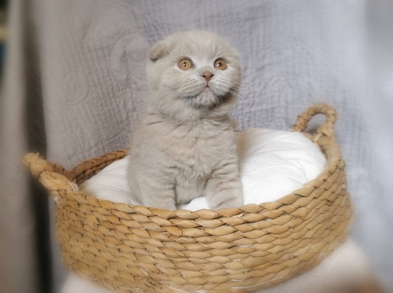 Ursulla De Miotasach De Miotasach Femelle Scottish Fold