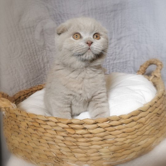 Ursulla De Miotasach De Miotasach Femelle Scottish Fold