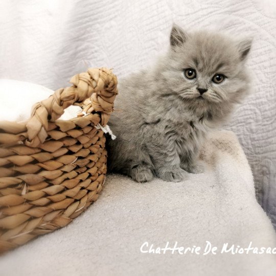 chaton Highland Straight blue Thania Chatterie De Miotasach