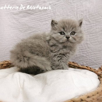 chaton Highland Straight blue Thania Chatterie De Miotasach