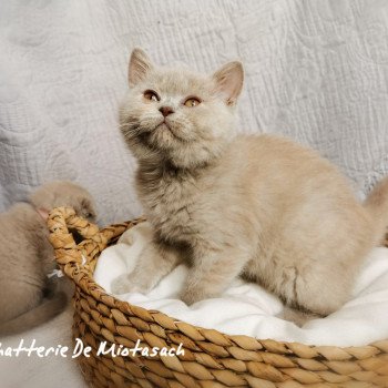 chaton Scottish Straight fawn Théodora Chatterie De Miotasach