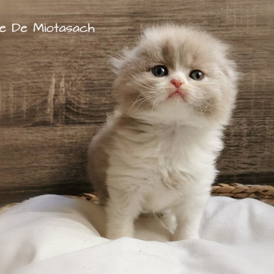 chaton Highland Fold blue bicolor Timothée Chatterie De Miotasach