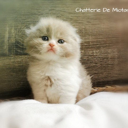 chaton Highland Fold blue bicolor Timothée Chatterie De Miotasach