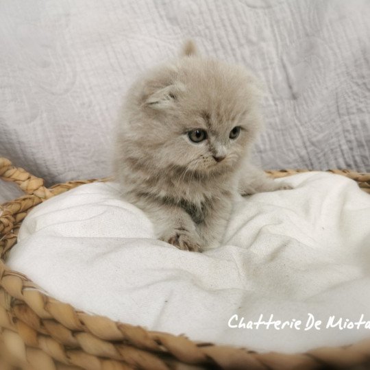 chaton Highland Fold lilac Tobias Chatterie De Miotasach