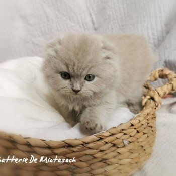 chaton Highland Fold lilac Tobias Chatterie De Miotasach