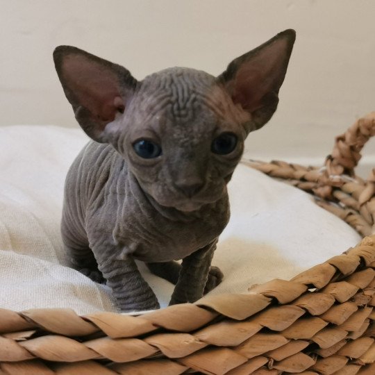 chaton Sphynx Tifanie Chatterie De Miotasach