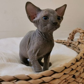 chaton Sphynx Tifanie Chatterie De Miotasach