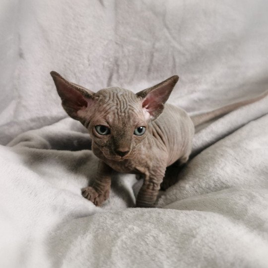 chaton Sphynx Tifanie Chatterie De Miotasach