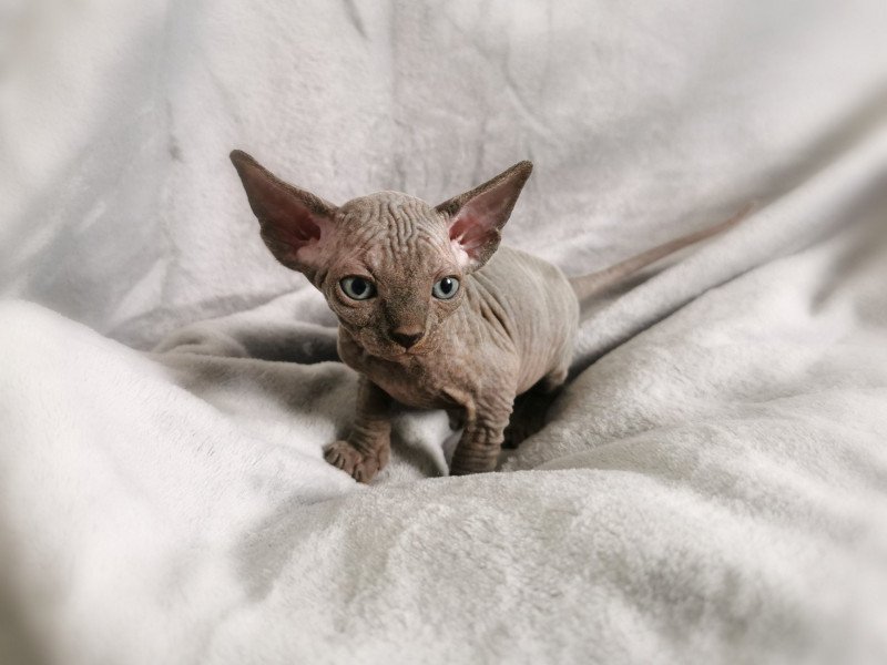 Tifanie De Miotasach Femelle Sphynx